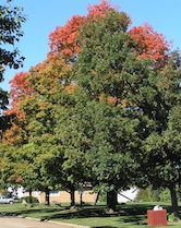 Fall Trees